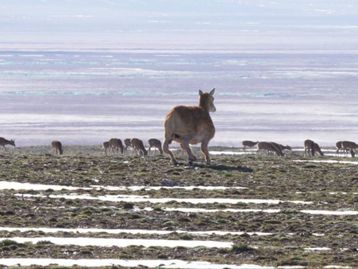China cria robô antílope para monitorar espécies ameaçadas de extinção