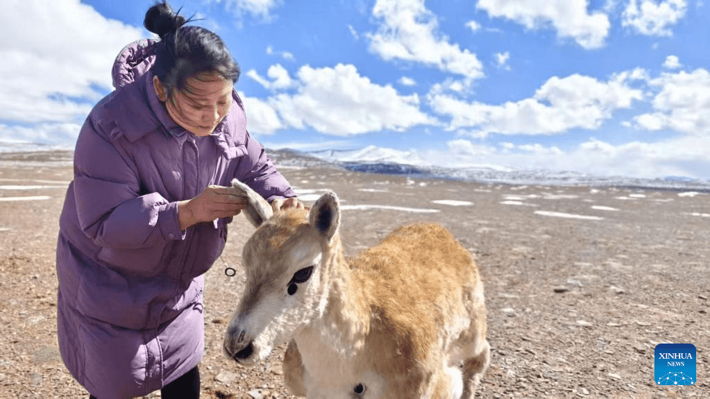 China cria robô antílope para monitorar espécies ameaçadas de extinção Pesquisadores chineses desenvolveram um robô antílope com aparência realista que é usado para monitorar a vida selvagem na Reserva Natural Nacional Hoh Xil, na província de Qinghai, região noroeste do país. Como revelou a agência de notícias Xinhua, na terça-feira (12), o “guardião robótico” foi bem recebido pelos animais de carne e osso. robo-antilope-sendo-preparado