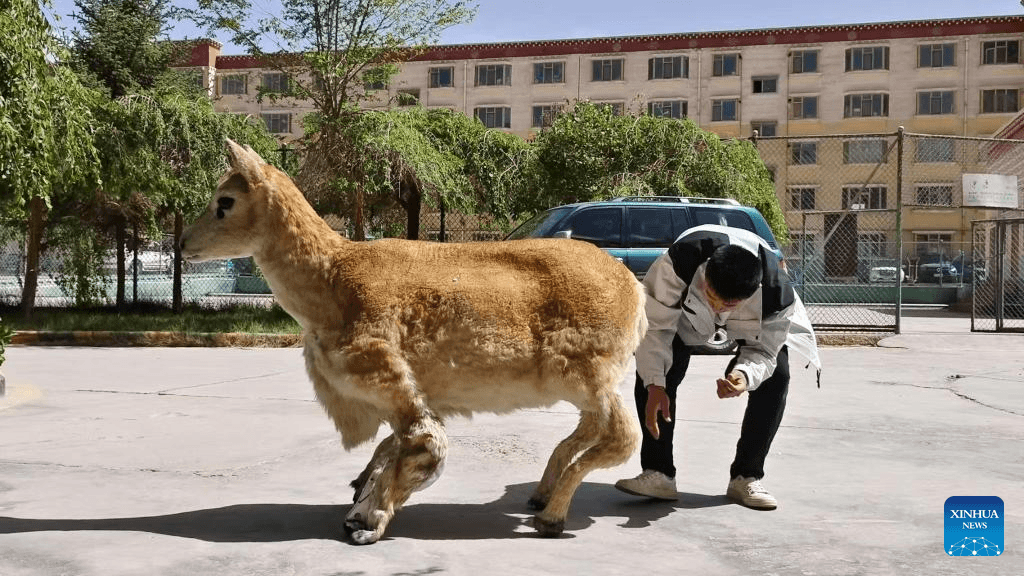 China cria robô antílope para monitorar espécies ameaçadas de extinção Pesquisadores chineses desenvolveram um robô antílope com aparência realista que é usado para monitorar a vida selvagem na Reserva Natural Nacional Hoh Xil, na província de Qinghai, região noroeste do país. Como revelou a agência de notícias Xinhua, na terça-feira (12), o “guardião robótico” foi bem recebido pelos animais de carne e osso. robo-antilope-sendo-preparado
