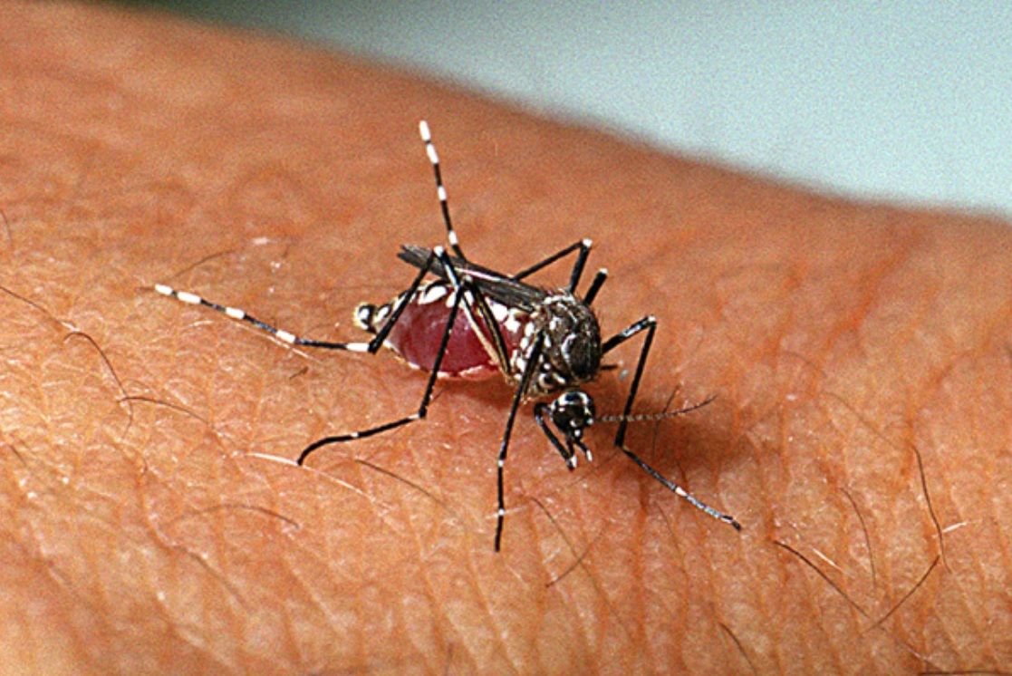 Música eletrônica reduz chance de picadas do Aedes aegypti, revela estudo Pesquisadores de uma universidade na Malásia descobriram um aliado improvável contra o Aedes aegypyi, mosquito vetor de várias doenças e comum no Brasil. Como mostra o estudo um estudo, um ambiente de música eletrônica gera menos chances de sucesso para esses animais em conseguir alimento e até na reprodução. Música eletrônica reduz chance de picadas do Aedes aegypti, revela estudo