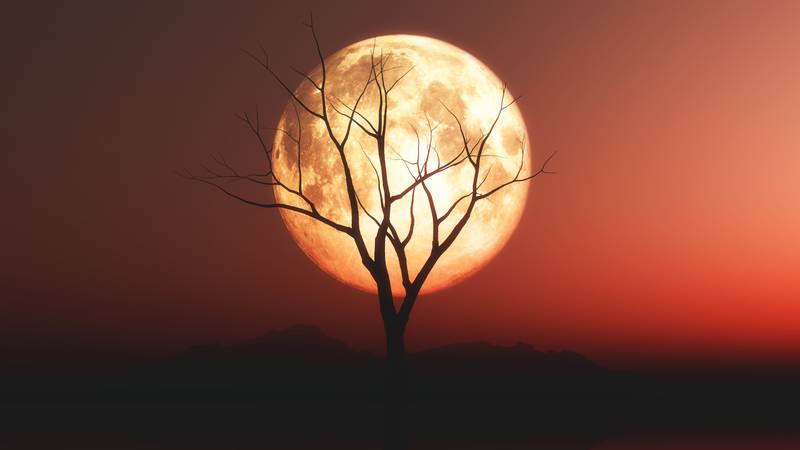 lua-cheia-nascer-da-lua-por-do-sol-arvore-seca-silhueta-ceu-avermelhado-noite-astronomia-natureza