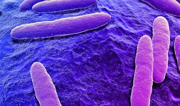 Bactéria é capaz de transformar papel em biocombustível