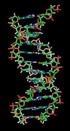 Pesquisas tenta utilizar a capacidade do DNA em processadores de computador.