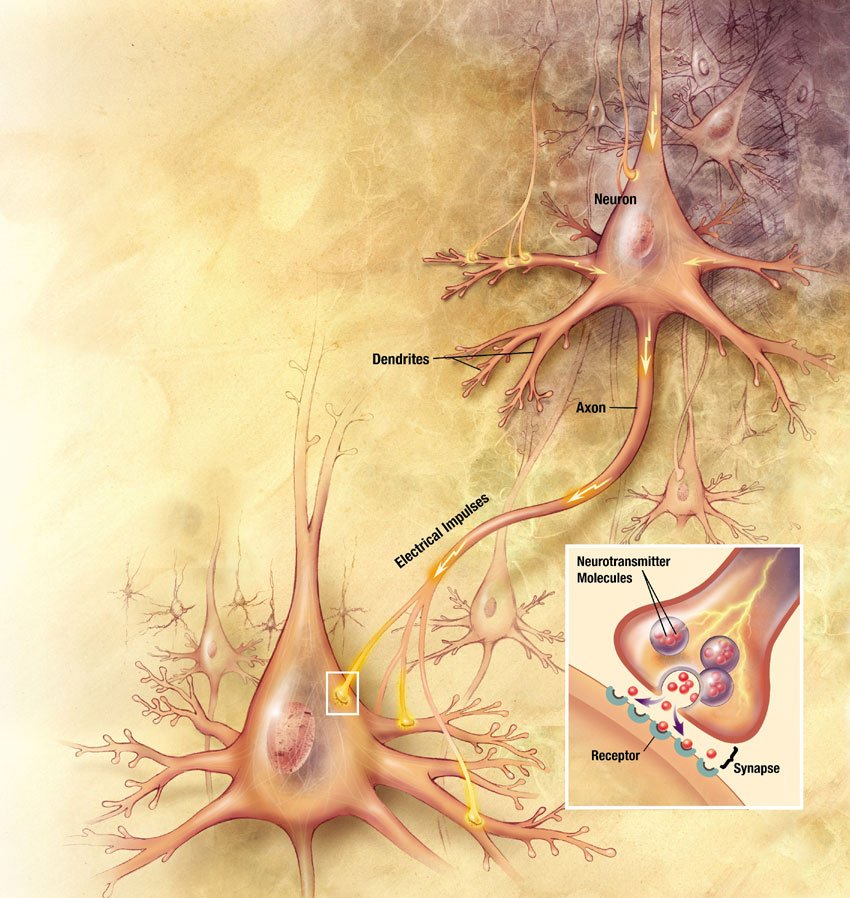 Os neurônios trocam informações nas sinapses.