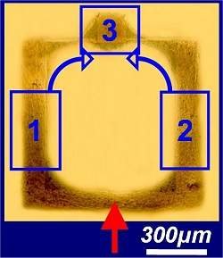 Uma porta lógica à base de neurônios é a primeira peça de um neurocomputador.