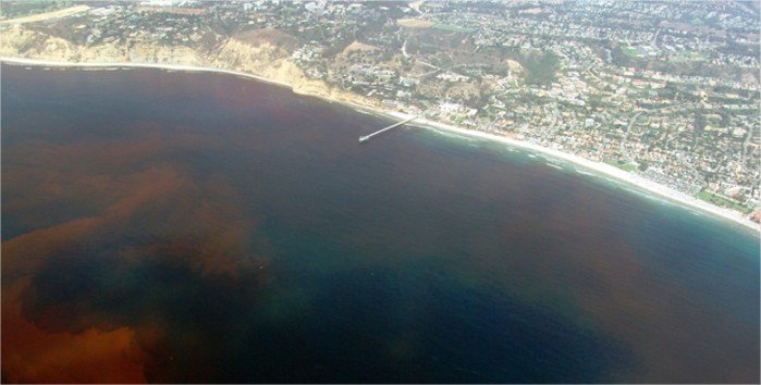 O fenômeno da Maré Vermelha na Califórnia