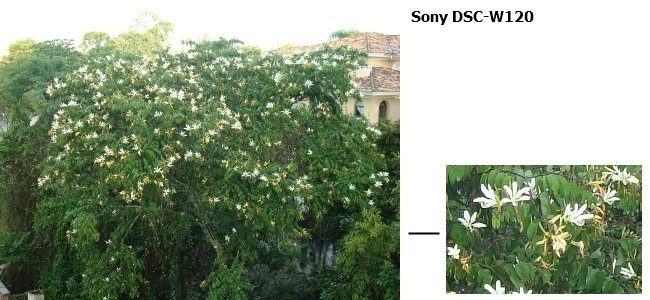 Sony DSC-W120