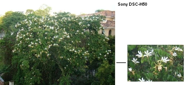 Sony DSC-H50
