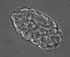 Embrião de verme nemátoda em animação suspensa - Mark Roth/FHCC