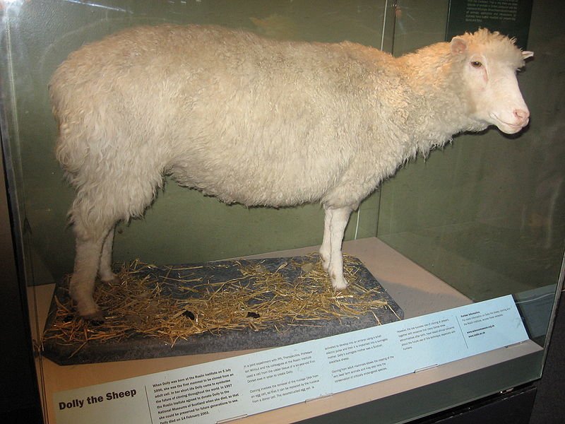 Ovelha Dolly, um marco nas pesquisas sobre clonagem