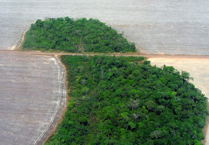 Floresta do Mato Grosso e o desmatamento