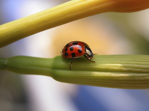 Modo macro, usado para detalhes